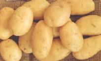 Pomme de terre Monalisa