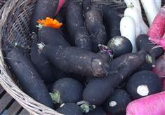 Fiche plante "Radis Noir"