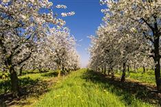 Comment planter vos arbres, arbustes et haies ?