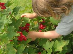 Les Petits Fruits